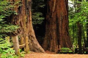 henry-cowell-trees