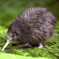 kiwi-baby-small